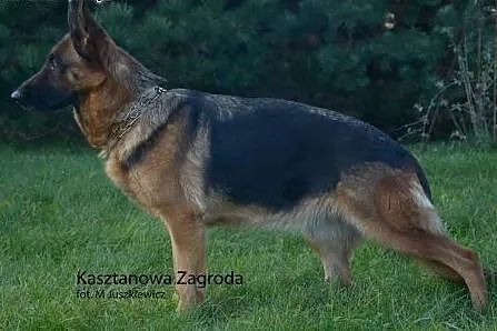 Owczarki Niemieckie Szczenięta,  śląskie Dąbrowa G