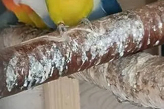Sprzedam młode nierozłączki Fischer, Podkarpackie, Mielec
