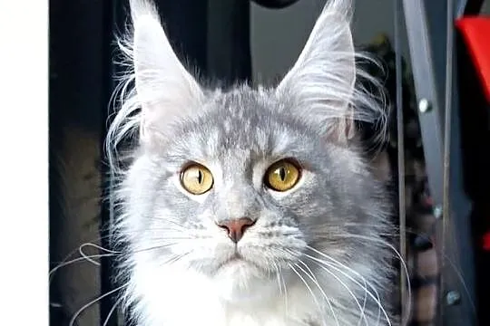 Czarny srebrzysty tikowany Maine Coon - hodowlany - FPL