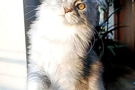 Czarny srebrzysty tikowany Maine Coon - hodowlany - FPL, Pomorskie, Gdańsk