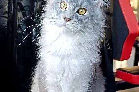 Czarny srebrzysty tikowany Maine Coon - hodowlany - FPL, Pomorskie, Gdańsk