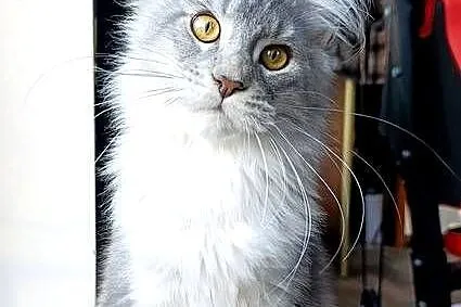 Czarny srebrzysty tikowany Maine Coon - hodowlany - FPL, Pomorskie, Gdańsk