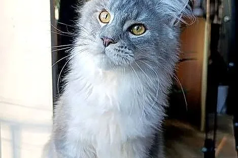 Czarny srebrzysty tikowany Maine Coon - hodowlany - FPL, Pomorskie, Gdańsk