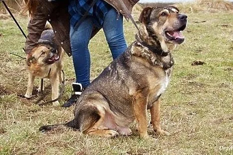Kongo, psi IDEAŁ, wychowany i grzeczny senior szuk