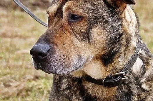 Kongo, psi IDEAŁ, wychowany i grzeczny senior szuk