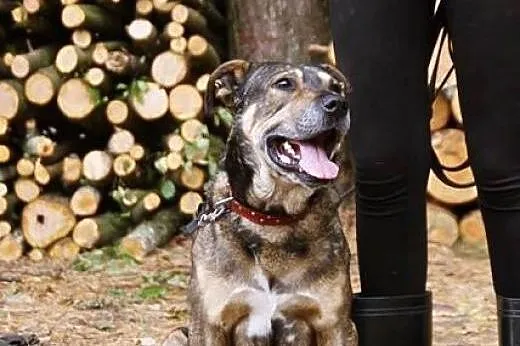 Kongo, psi IDEAŁ, wychowany i grzeczny senior szuk
