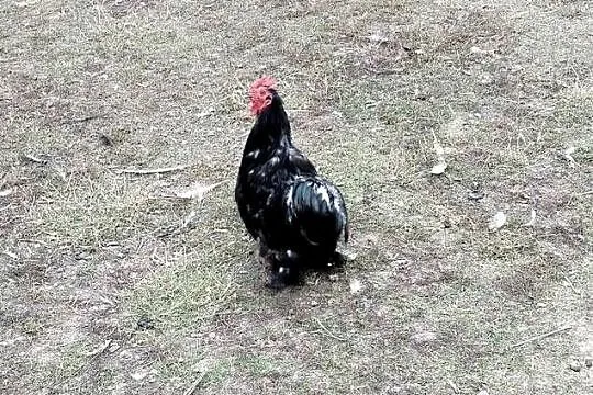 Koguty kochiny miniaturki