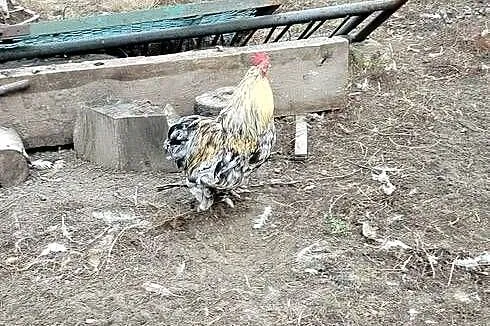 Koguty kochiny miniaturki, Lubelskie, Łęczna