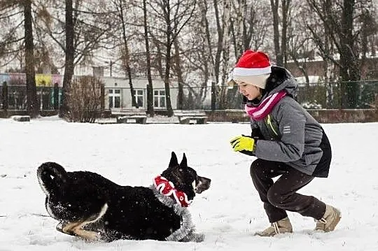 ARES-husky- złodziejaszek smaczków szuka fajnego d, Sosnowiec