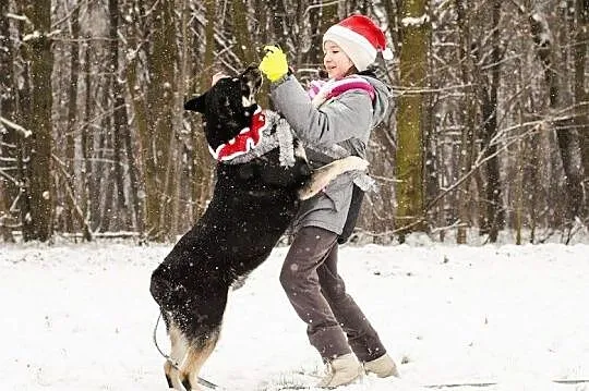 ARES-husky- złodziejaszek smaczków szuka fajnego d, Sosnowiec