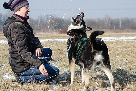 ARES-husky- złodziejaszek smaczków szuka fajnego d, Sosnowiec