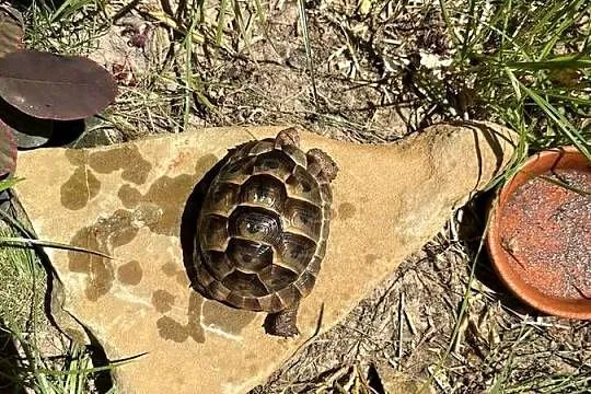 Żółw lądowy testudo graeca