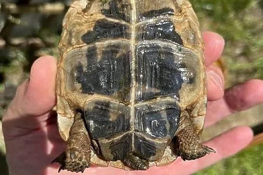Żółw lądowy testudo graeca, Podkarpackie, Rzeszów
