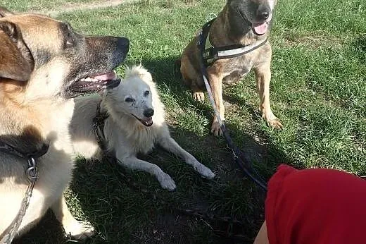 Pies idealny dla każdego dobrego człowieka :),  ma