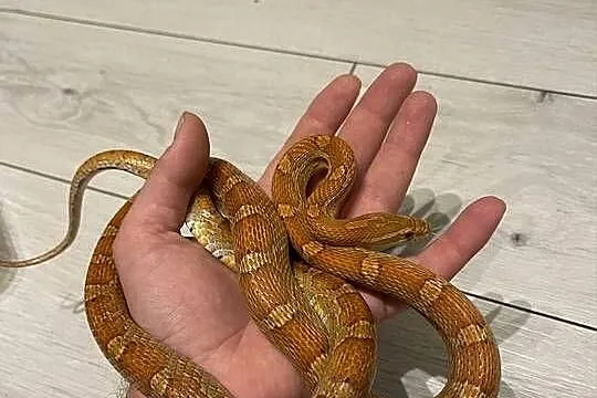 Wąż zbożowy het palmetto scaleless amel anery