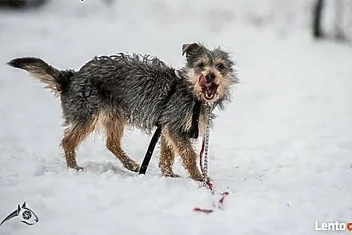 Mały SCOOBY popielaty, szuka kochającej chaty;-), 