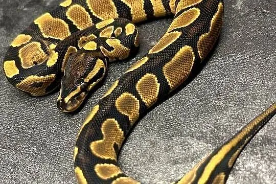 Yellow belly/gravel samica