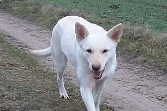 Suri, śliczna suczka szuka domu