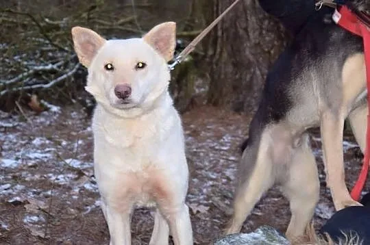 Suri, śliczna suczka szuka domu