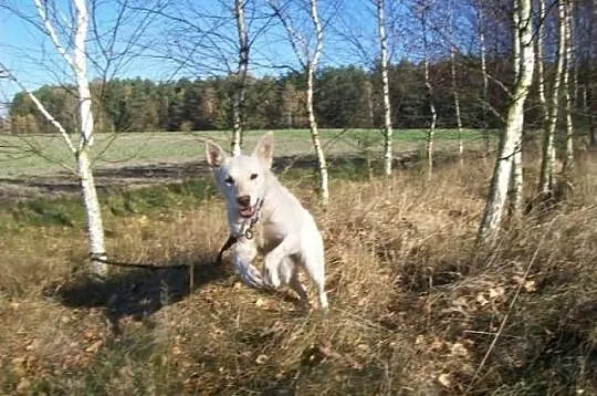 Suri, śliczna suczka szuka domu