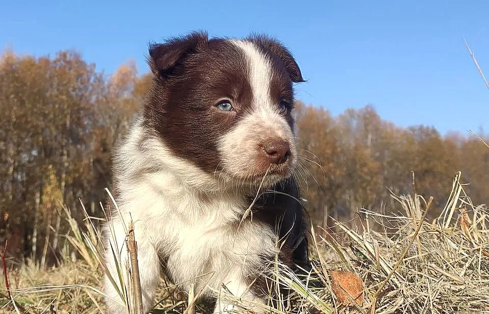 Rasowa Suczka Border Collie - Szczeniak z Hodowli z pełną dok., Podkarpackie, Iwonicz