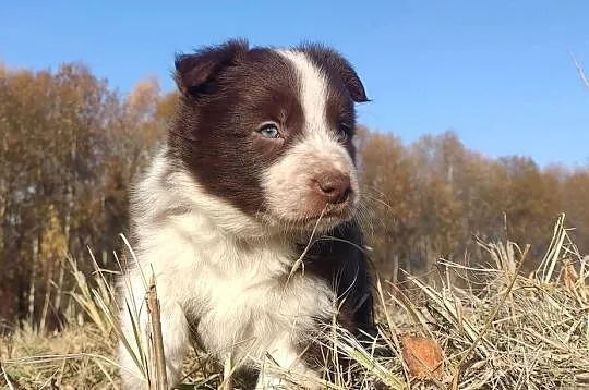 Rasowa Suczka Border Collie - Szczeniak z Hodowli z pełną dok., Podkarpackie, Iwonicz