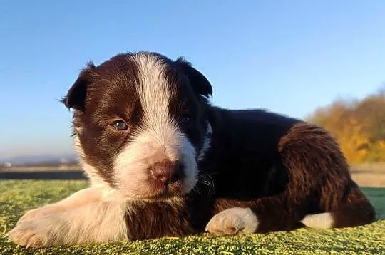Rasowa Suczka Border Collie - Szczeniak z Hodowli z pełną dok., Podkarpackie, Iwonicz