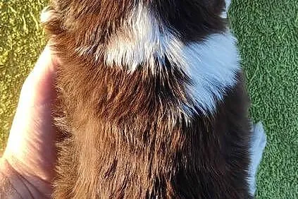 Rasowa Suczka Border Collie - Szczeniak z Hodowli z pełną dok., Podkarpackie, Iwonicz