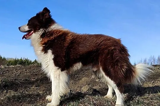 Rasowa Suczka Border Collie - Szczeniak z Hodowli z pełną dok., Podkarpackie, Iwonicz
