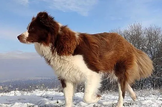 Rasowa Suczka Border Collie - Szczeniak z Hodowli z pełną dok., Podkarpackie, Iwonicz