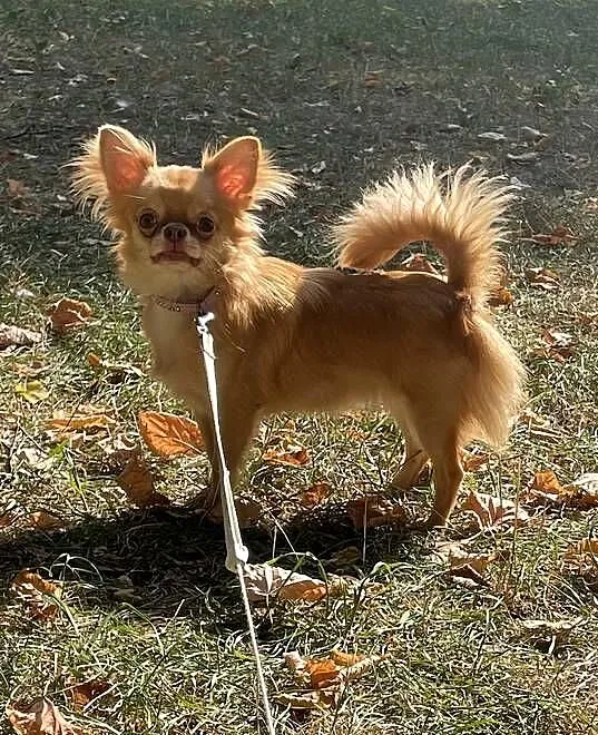 Suczka długowłosa - chihuahua ZKwP, Dolnośląskie, Wrocław
