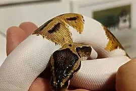 Sprzedam węża samiec pied piebald pyton regius