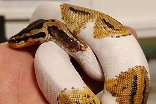 Sprzedam węża samiec pied piebald pyton regius, Pomorskie, Żelistrzewo