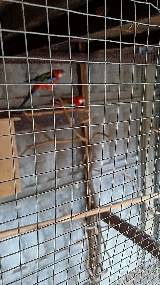 Sprzedam pare lęgową rozelli białolice, Wielkopolskie, Opalenica