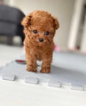 śliczne miniaturowe szczeniaki pudla do adopcji,,,....;;;, , swietokrzyskie