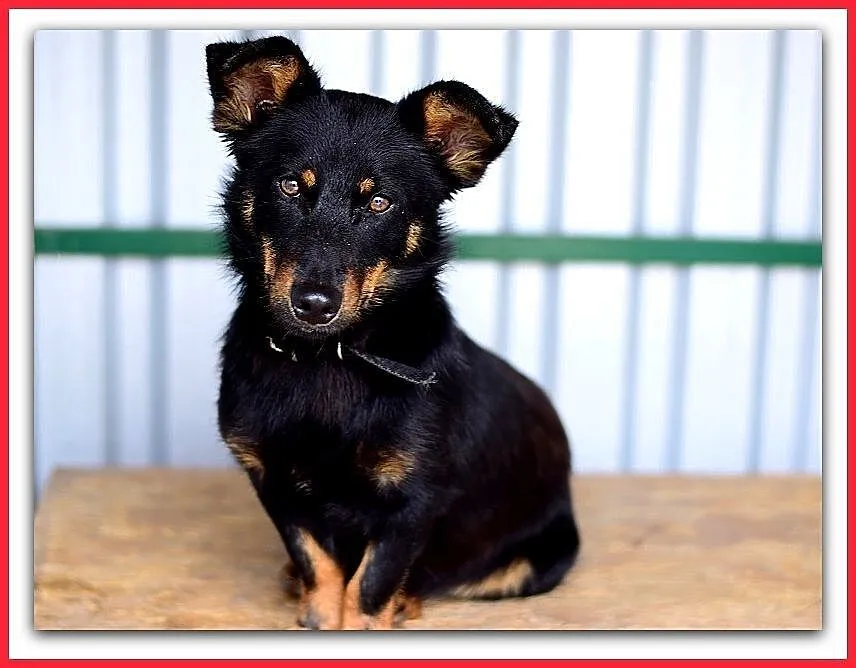Młody, łagodny, przyjazny, wesoły,w typie jamnika,mały psiak UKI.Adopcja., Śląskie, Katowice