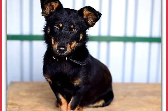 Młody, łagodny, przyjazny, wesoły,w typie jamnika,mały psiak UKI.Adopcja., Śląskie, Katowice