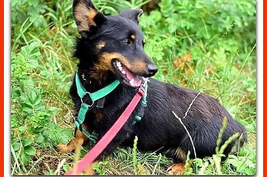 Młody, łagodny, przyjazny, wesoły,w typie jamnika,mały psiak UKI.Adopcja., Śląskie, Katowice
