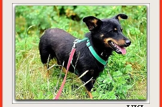 Młody, łagodny, przyjazny, wesoły,w typie jamnika,mały psiak UKI.Adopcja., Śląskie, Katowice
