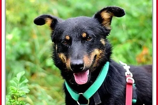 Młody, łagodny, przyjazny, wesoły,w typie jamnika,mały psiak UKI.Adopcja., Śląskie, Katowice