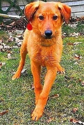 LAKI - 2 letni, delikatny i nieśmiały psiak do adopcji, mazowieckie Warszawa, Mazowieckie, Warszawa
