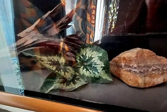 Sprzedam Akwarium Terrarium 100L, Małopolskie, Kraków