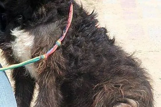 MARCEL oryginalny, pozytywny mix terier zapatrzony
