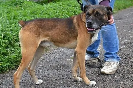 Niuniuś w typie boksera czeka na dom już kilka lat