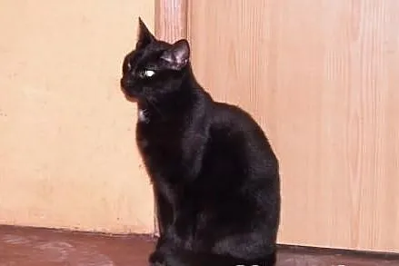 CELNIK dzikusek chętnie zaprzyjaźni się z Twoim ko