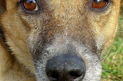 Kaja jest nieśmiałą, ale kochaną sunią, daj jej szansę, prosimy!,  dolnośląskie Wrocław