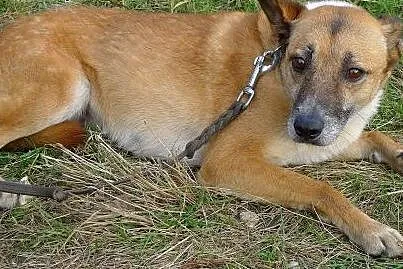 Kaja jest nieśmiałą, ale kochaną sunią, daj jej sz