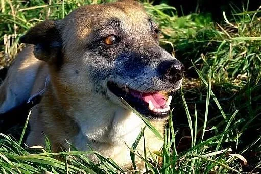 Kaja jest nieśmiałą, ale kochaną sunią, daj jej sz