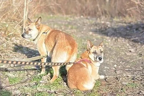 Kaja jest nieśmiałą, ale kochaną sunią, daj jej sz