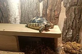 Żółw lądowy | żółw obrzeżony